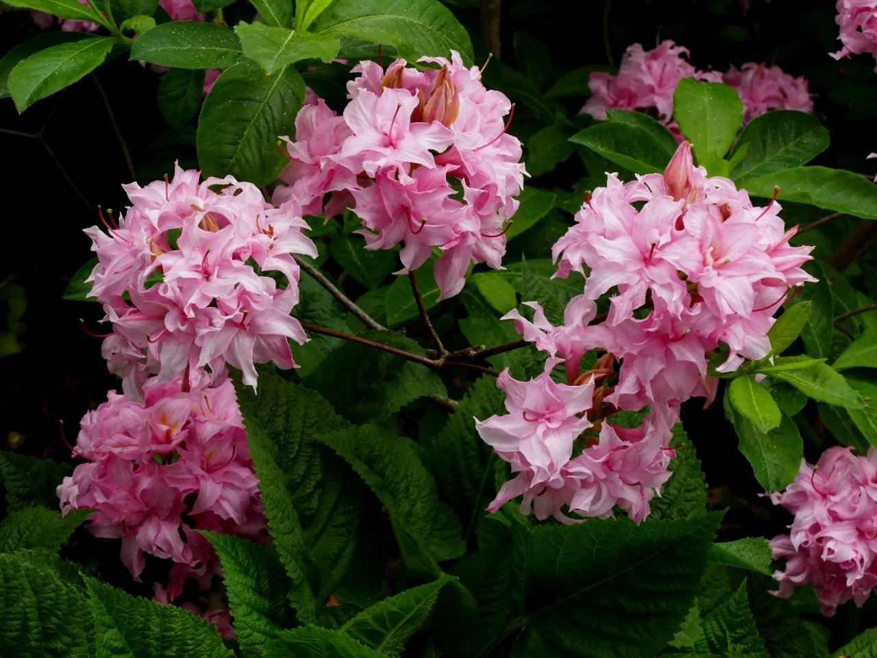 'Helena Evelyn'